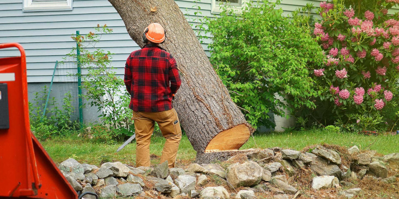 Tree Service in Winston-Salem, North Carolina