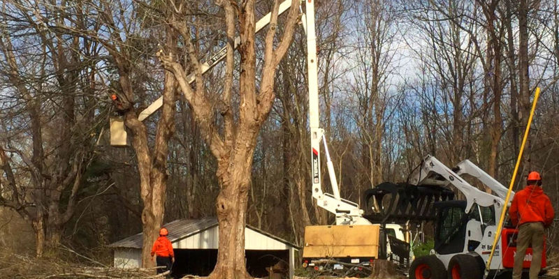 Emergency Tree Service in Winston-Salem, North Carolina