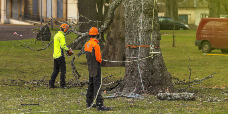 Residential Tree Service in Winston-Salem, North Carolina