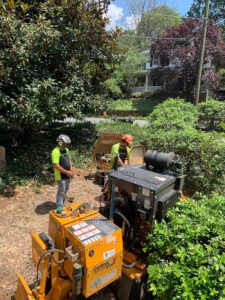 Stump Removal in Winston-Salem, North Carolina