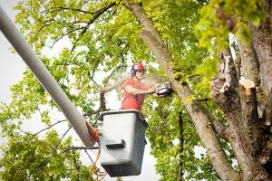 The Dangers of DIY Tree Cutting