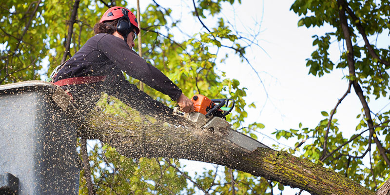 Tips for Hiring the Best Tree Service Company