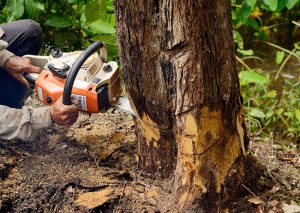 Three Steps to Take Before Your Professional Tree Takedown