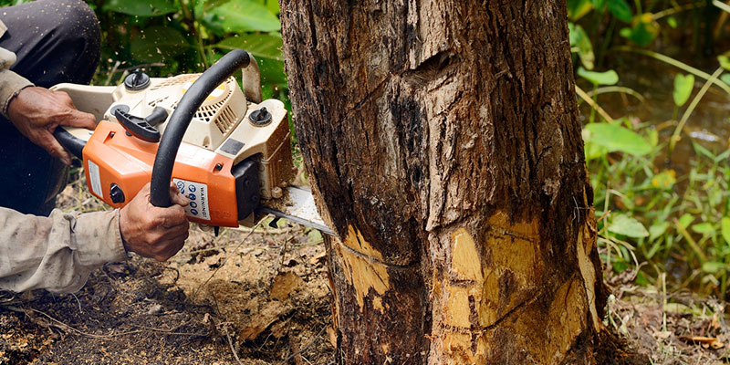 Three Steps to Take Before Your Professional Tree Takedown