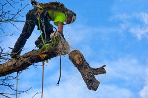 The Importance of Hiring a Professional for Tree Removal