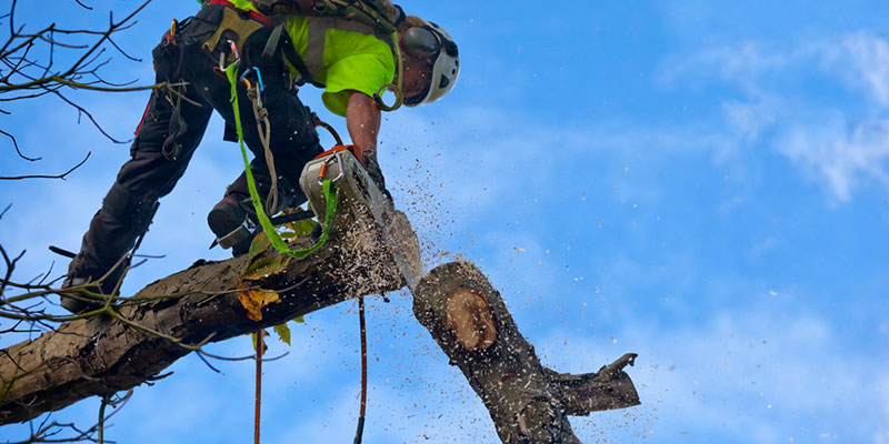 The Importance of Hiring a Professional for Tree Removal