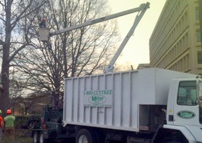 Commercial Tree Removal in Mocksville, North Carolina