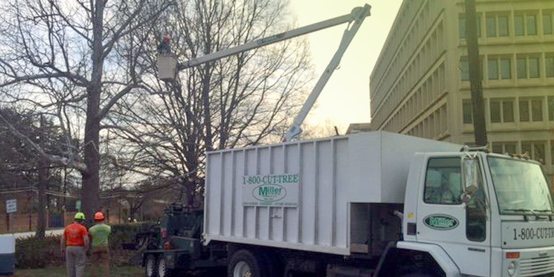 Commercial Tree Removal in Mocksville, North Carolina