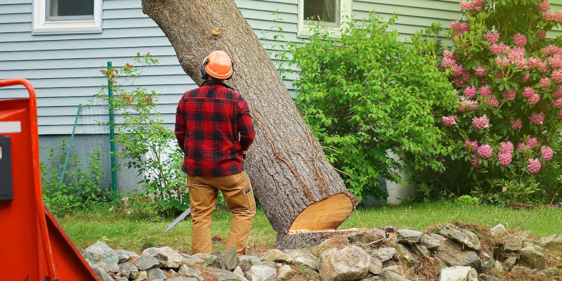 Tree Removal in Winston-Salem, North Carolina