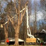Tree Cutting in Clemmons, North Carolina