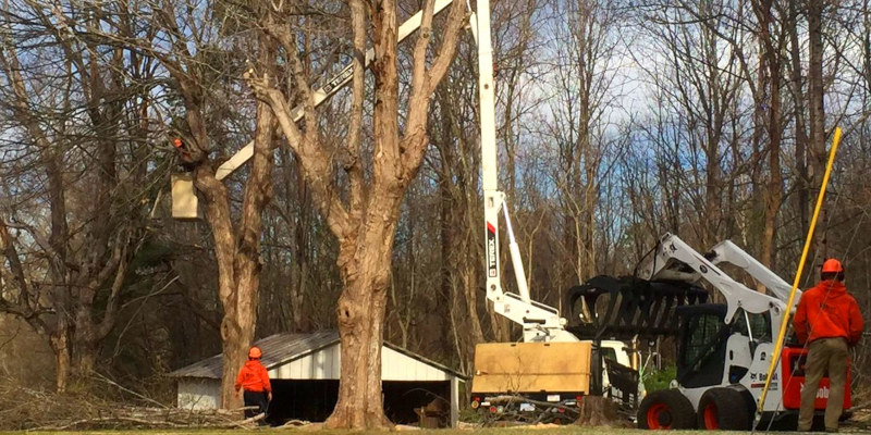 Emergency Tree Service in North High Point, North Carolina