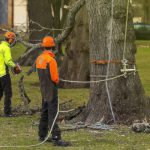 Tree Service Companies