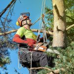 Professional Tree Service in Clemmons, North Carolina