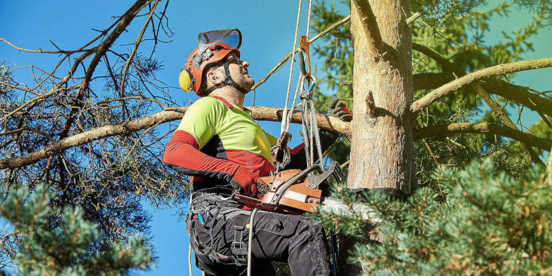 Professional Tree Service in Winston-Salem, North Carolina