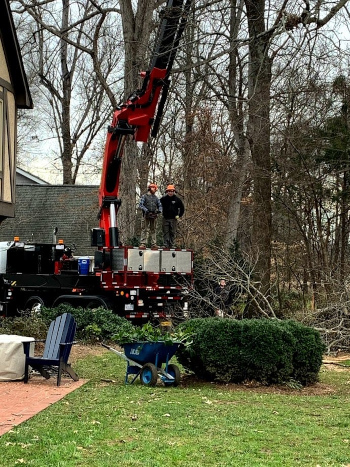 Tree Removal Prices in Winston-Salem, North Carolina