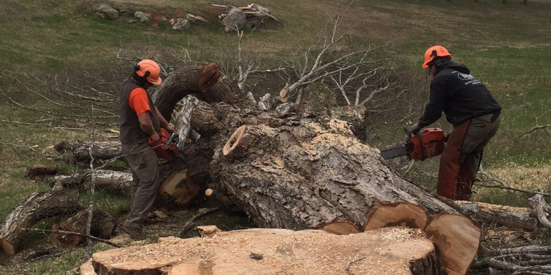 Tree Cutting Service Cost in Winston-Salem, North Carolina
