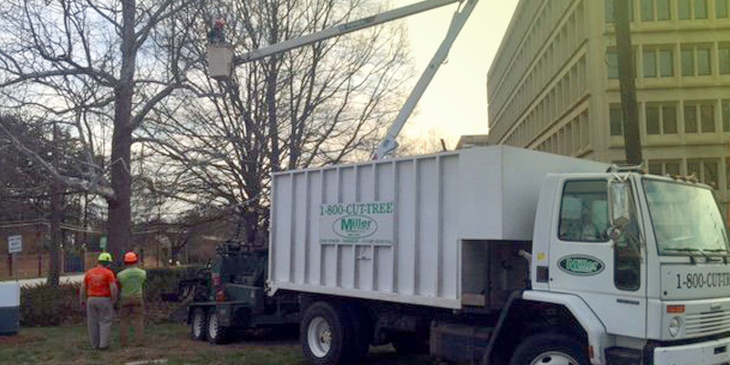 Commercial Tree Care in Winston-Salem, North Carolina