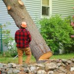 Tree Removal in Clemmons, North Carolina