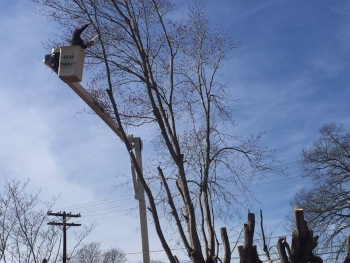 Tree Cutter in Winston-Salem, North Carolina