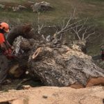 Tree Cutting Service Cost