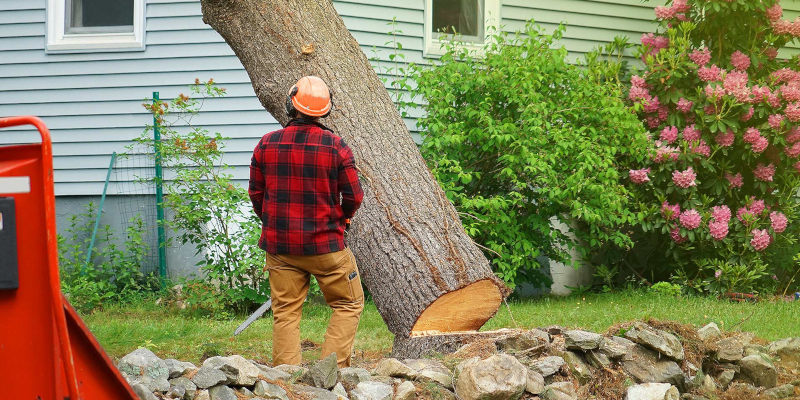 Find an Arborist in Clemmons, North Carolina