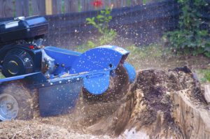 Stump Grinding: The Benefits Exceed the Aesthetic Advantage