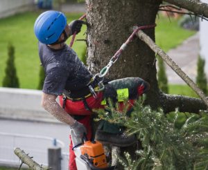 Hiring a Professional Tree Service Has Many Benefits