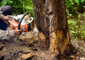 Signs You May Be In Need of Tree Removal Services