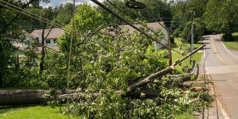 Signs You May Need Emergency Tree Service