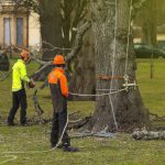 Preventative Tree Care
