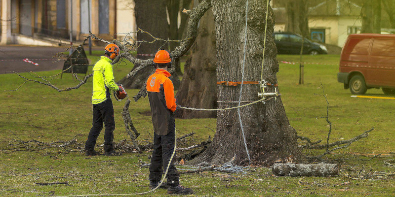 Residential Tree Service in North High Point, North Carolina