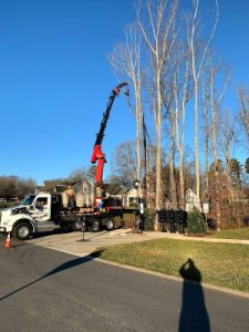 Commercial Tree Trimming in Lexington, North Carolina