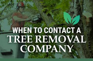 When to Contact a Tree Removal Company