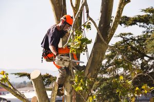 Factors That Influence Tree Removal Prices