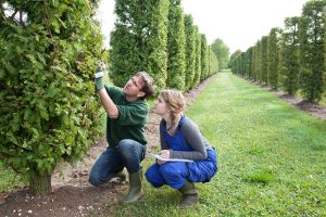 What is a Certified Arborist?