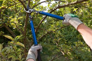 Why Do Homeowners Need Preventative Tree Care?