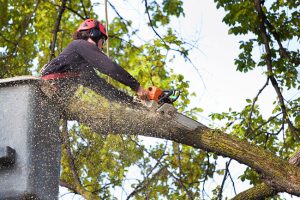 How Commercial Tree Trimming Can Enhance the Beauty and Safety of Your Business