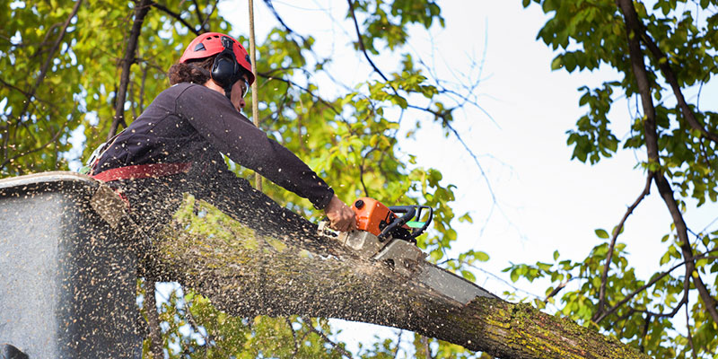 How Commercial Tree Trimming Can Enhance the Beauty and Safety of Your Business 