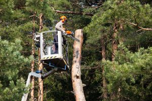 Timber! How to Track Down Your Neighborhood Tree Cutter
