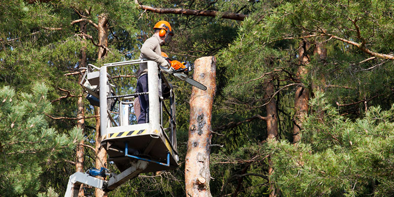 Timber! How to Track Down Your Neighborhood Tree Cutter