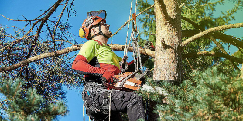 Proper Tree Trimming is an Art Form - Here's Why